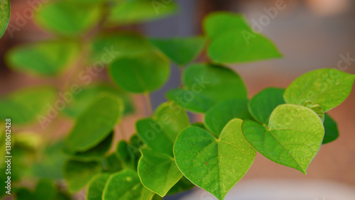 Photos Stunning color on the leaves of an eastern redbud tree