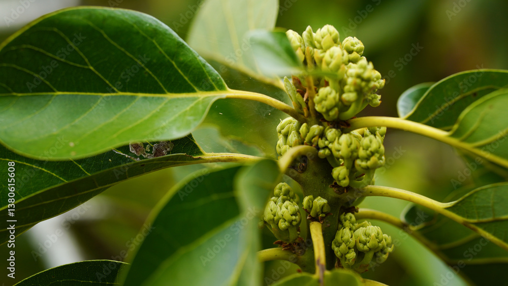 Close-up of an avocado tree with flowers