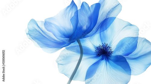 Two blue flowers isolated on white and transparent background