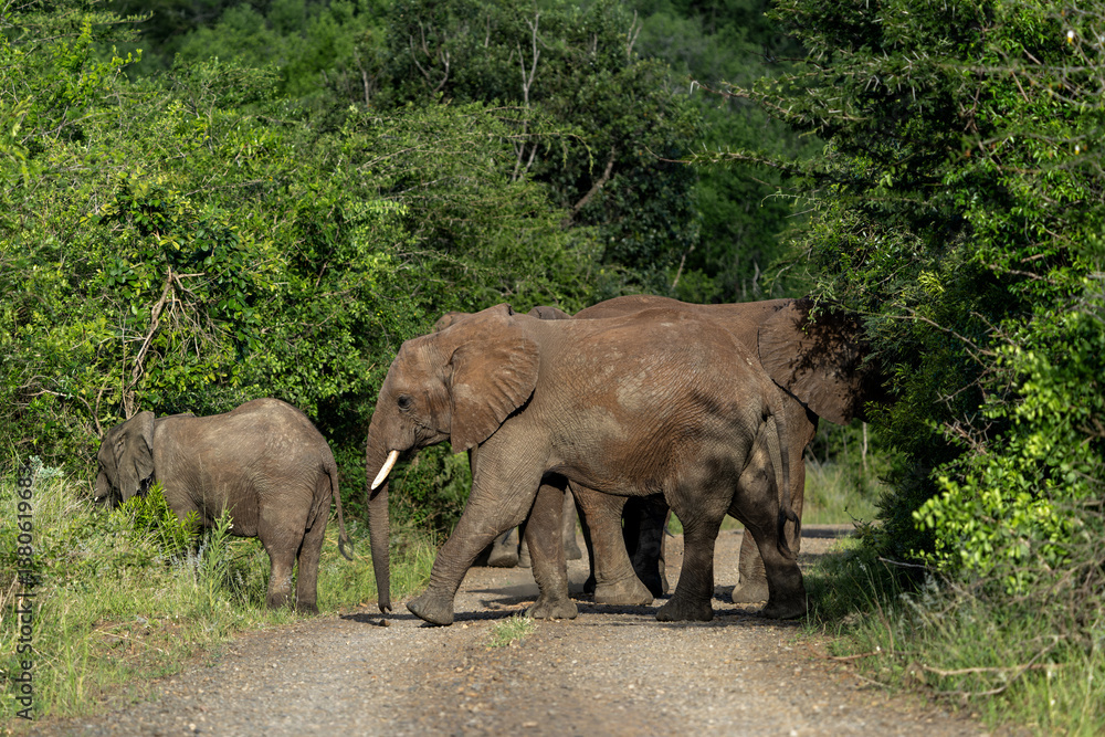 Naklejka premium Elephant herd moving around foor food and water in Hluhluwe National Park in South Africa