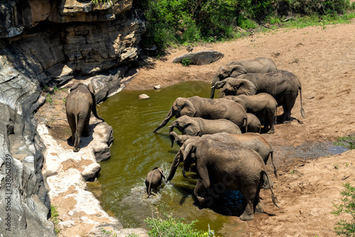 Photography Elephant herd moving around  foor food and water in Hluhluwe National Park in So
