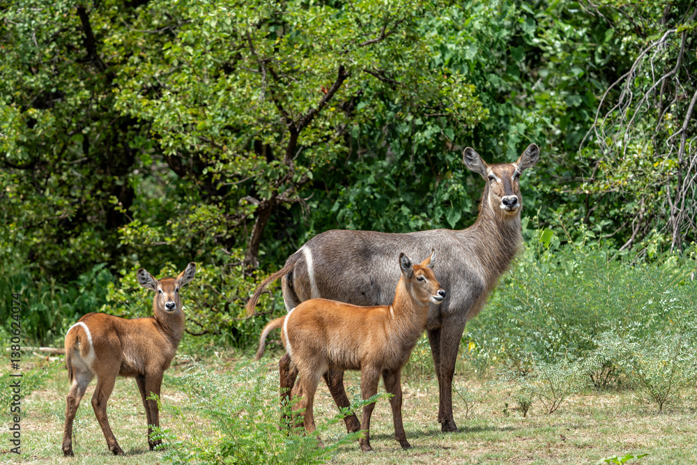 Fototapeta premium Waterbuck (Kobus ellipsiprymnus). Waterbuck mother and calf searching for protection in the bushes of the Kruger National Park in South Africa