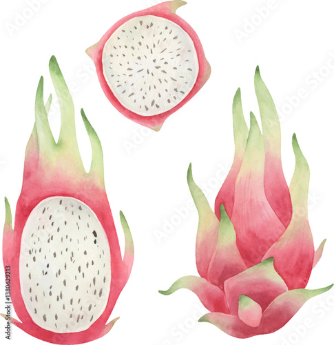 Watercolor dragon fruits. Vector food illustration.