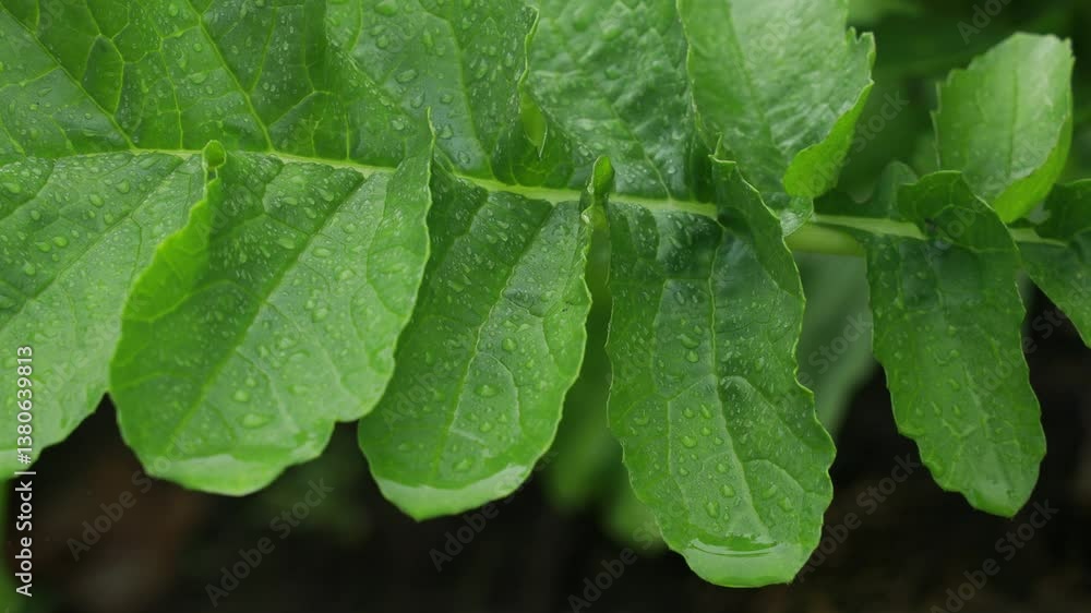 畑のダイコン　野菜　葉　大根　農作物　雨　土