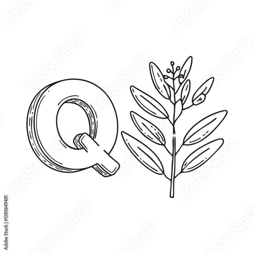 An Illustration of letter Q stand for Quassia