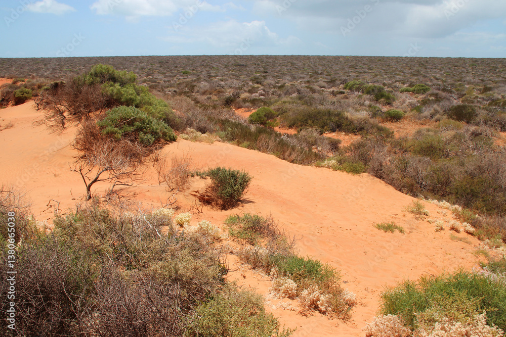 vegetation at the françois péron national park at shark bay in australia