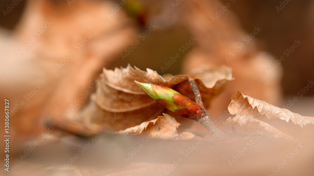 New life emerges from dried leaves in spring air New life emerges from dried leaves in spring air
