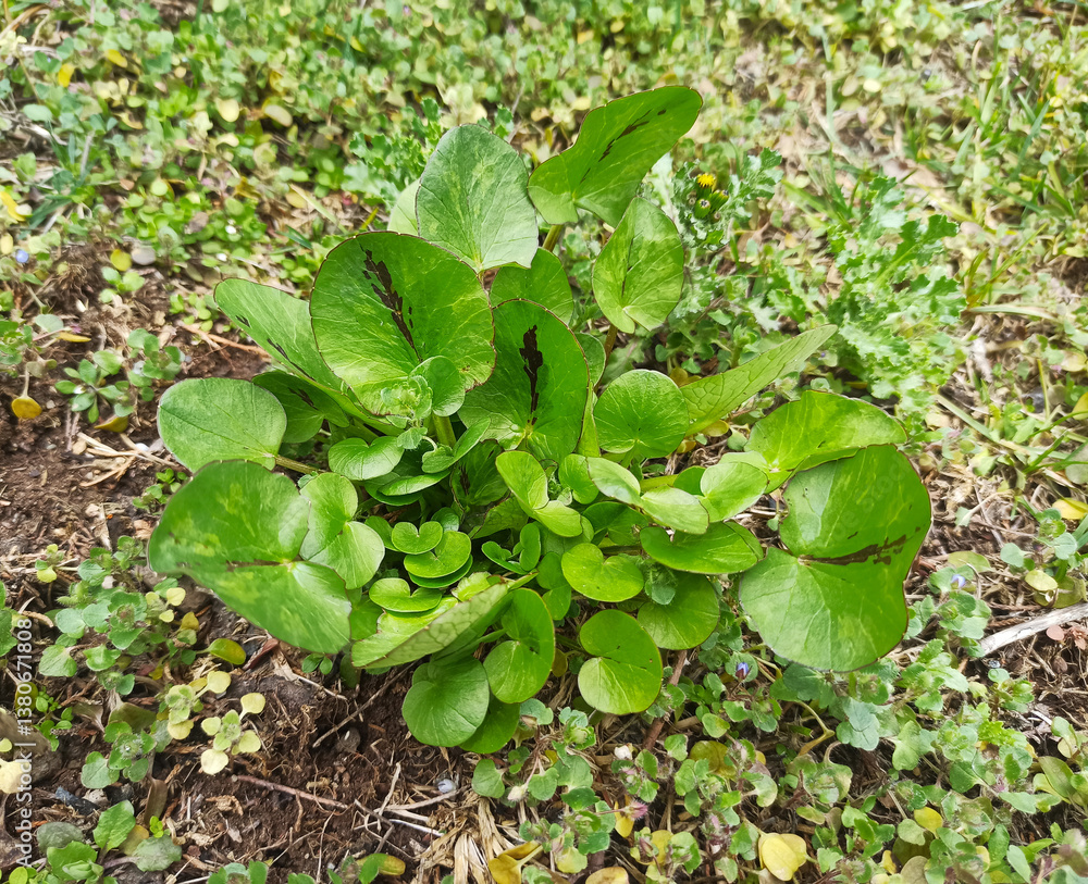 Close-up of green and fresh leaves of European wild ginger (Asarum europaeum) in the forest. Commonly known as asarabacca, European wild ginger, hazelwort, and wild spikenard, historically cabarick.
Close-up of green and fresh leaves of European wild ginger (Asarum europaeum) in the forest. Commonly known as asarabacca, European wild ginger, hazelwort, and wild spikenard, historically cabarick.