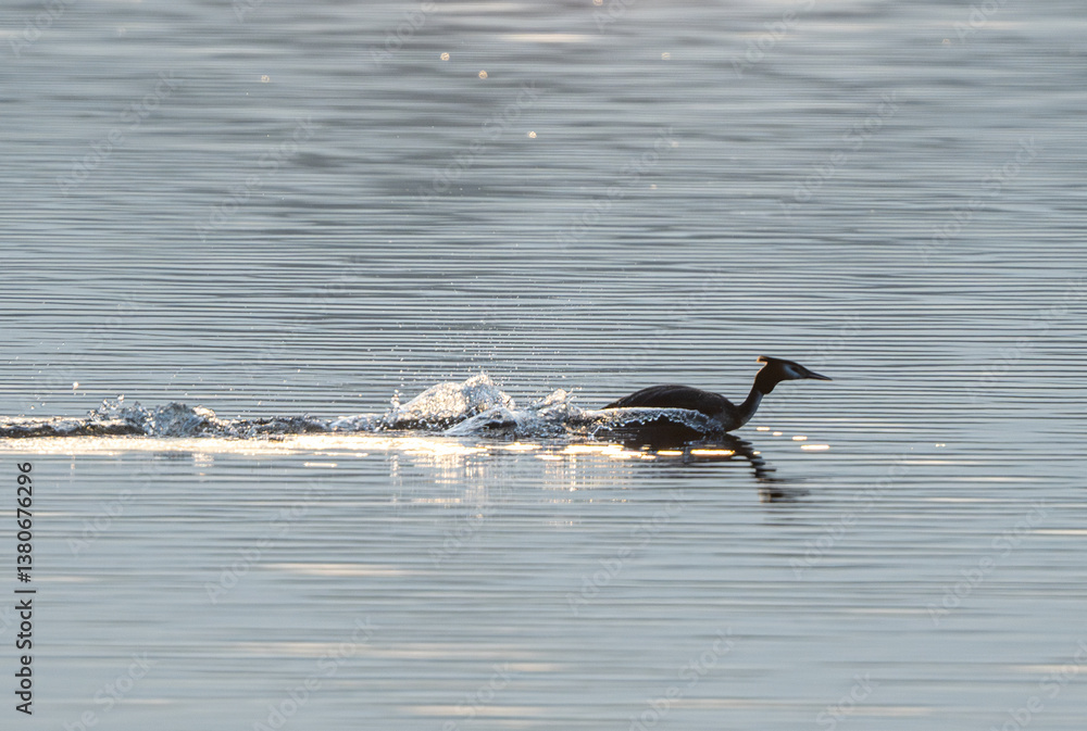 Obraz premium Great Crested Grebe Racing Across Lake At Dawn