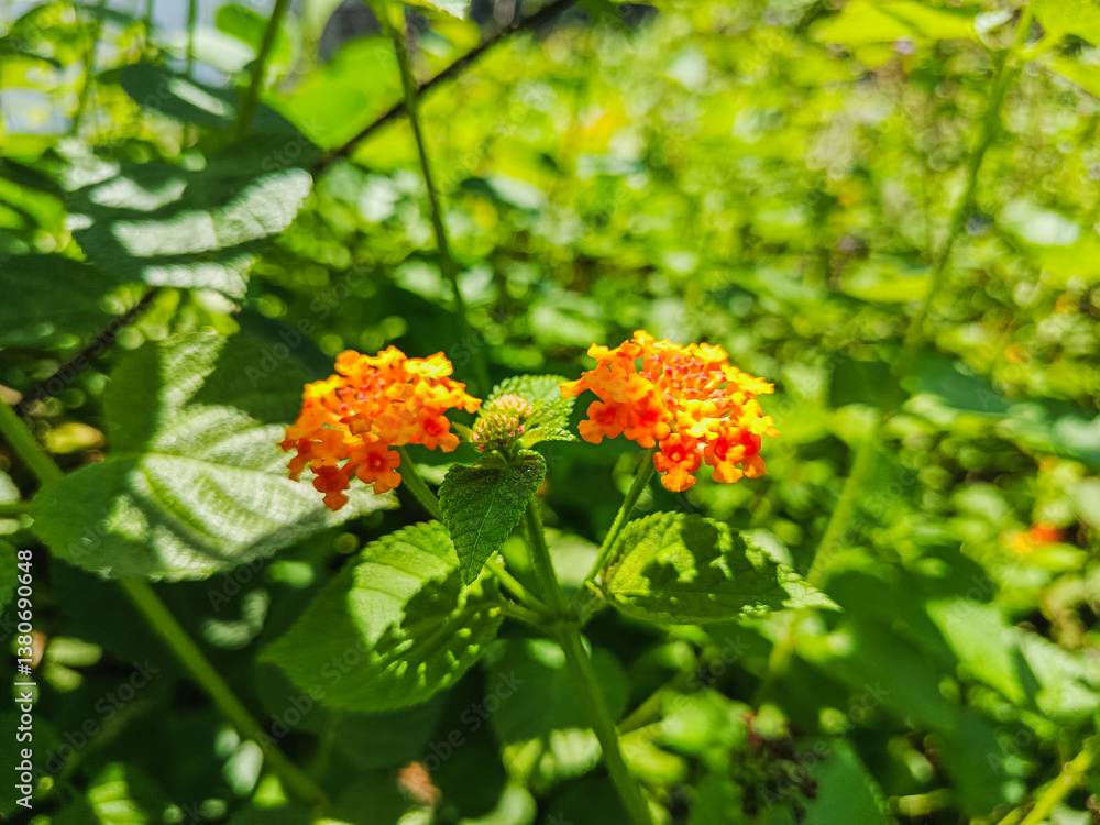 Orange Lantana camara Flowers in Sunlight Orange Lantana camara Flowers in Sunlight