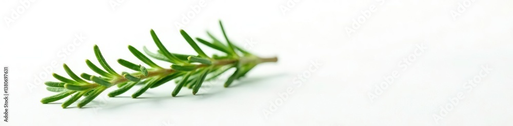 Fototapeta premium Closeup of a sprig of rosemary on white background, herb, simple