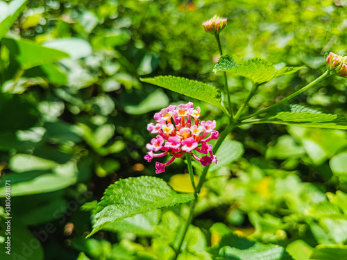 Pink Lantana camara Flowers in Sunlight