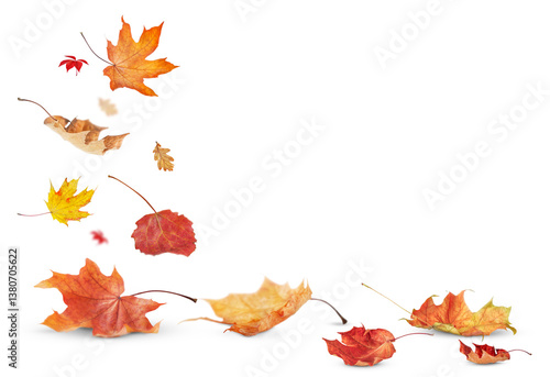 falling autumn leaves are bright in color and stand out against a transparent background.
