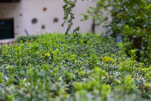 Lush Green Hedge Detail, Kyiv Garden