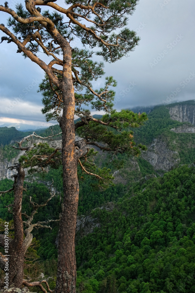 Obraz premium mountain pine tree grow on rocky cliff, abstract natural background. landscape view of rocks and pine tree. beautiful nature image. ecology, save earth, travel concept
