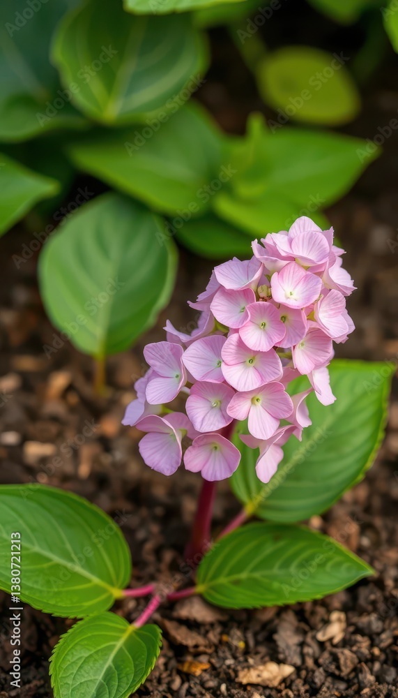 Delicate pink hydrangea stem emerging from rich soil, lush green leaves, summer, fresh, blossom Delicate pink hydrangea stem emerging from rich soil, lush green leaves, summer, fresh, blossom