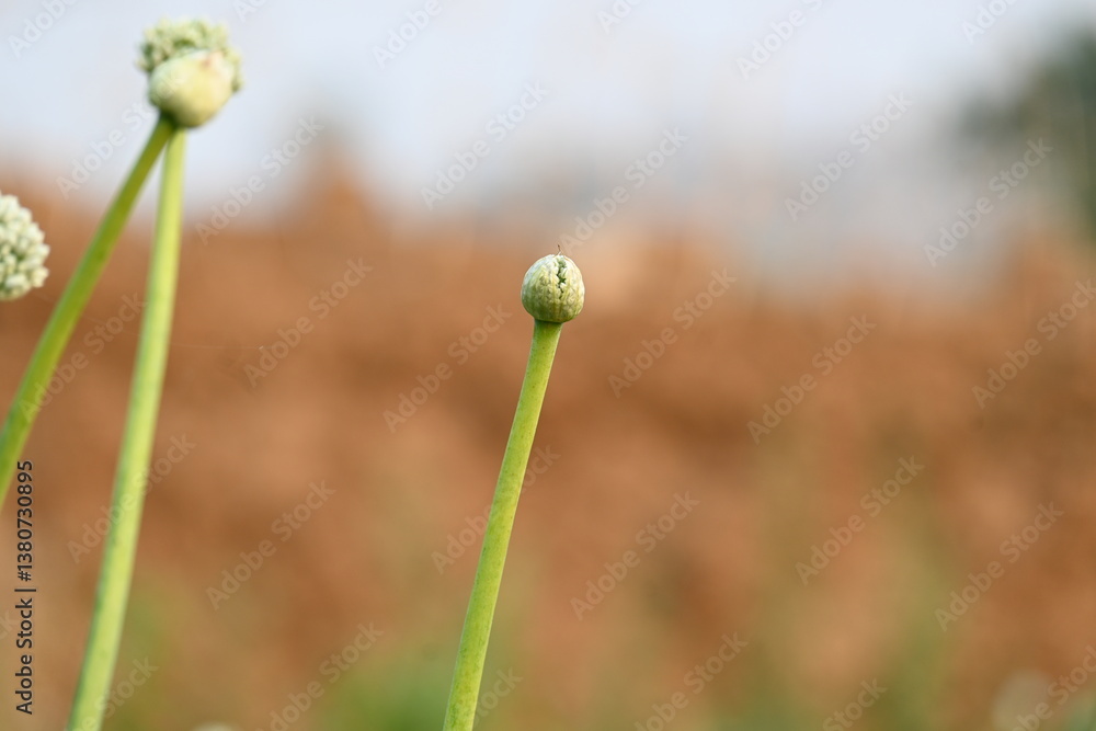 Onion flower in blurry background. Its common names bulb onion and common onion. This is a vegetable that is the most widely cultivated species of the genus Allium. Onion flower in blurry background. Its common names bulb onion and common onion. This is a vegetable that is the most widely cultivated species of the genus Allium.