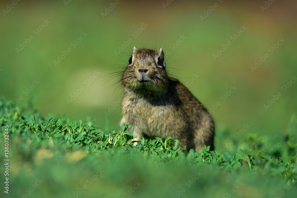 Desert Cavi, Lihue Calel National Park, La Pampa Province, Patagonia , Argentina Desert Cavi, Lihue Calel National Park, La Pampa Province, Patagonia , Argentina