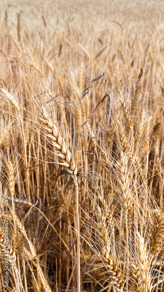 Fototapeta premium spikelet's of wheat wheat field