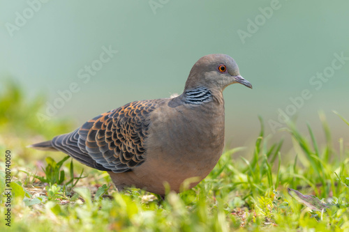 暖かい日のキジバト