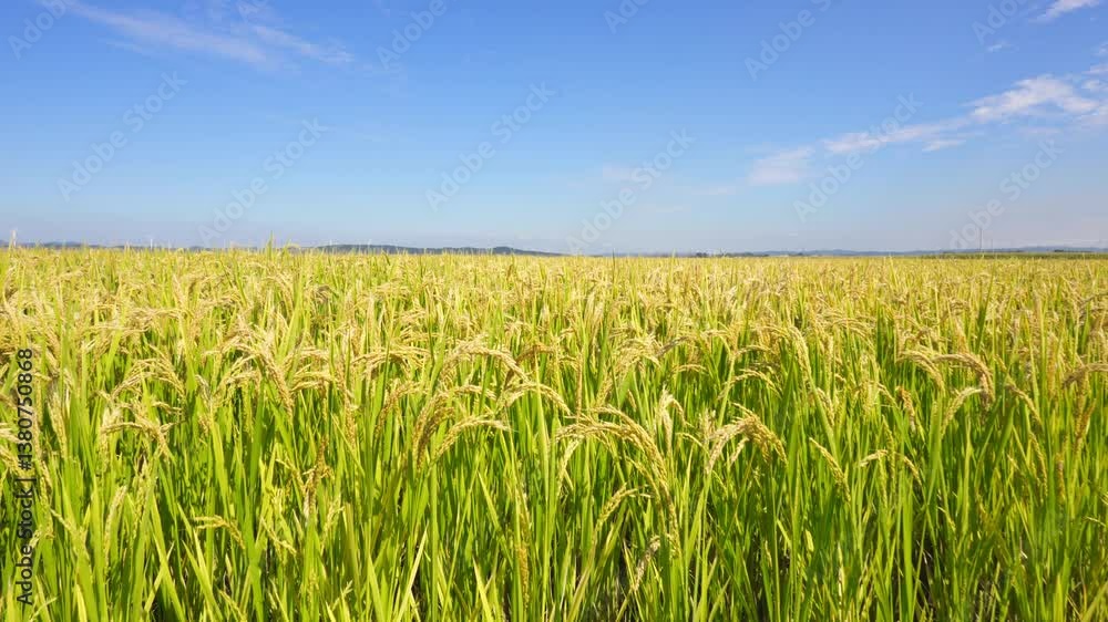 Rice about to mature in September in Northeast China Rice about to mature in September in Northeast China