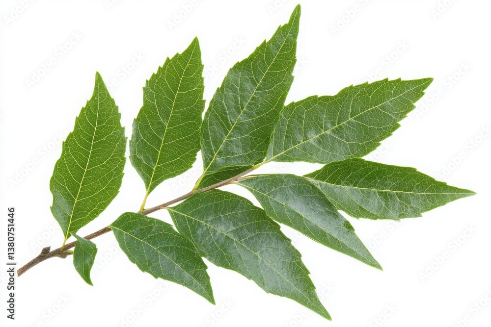 Fototapeta premium Fresh green leaves on a branch