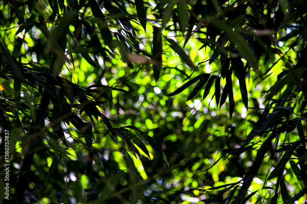 Fototapeta premium green bamboo forest