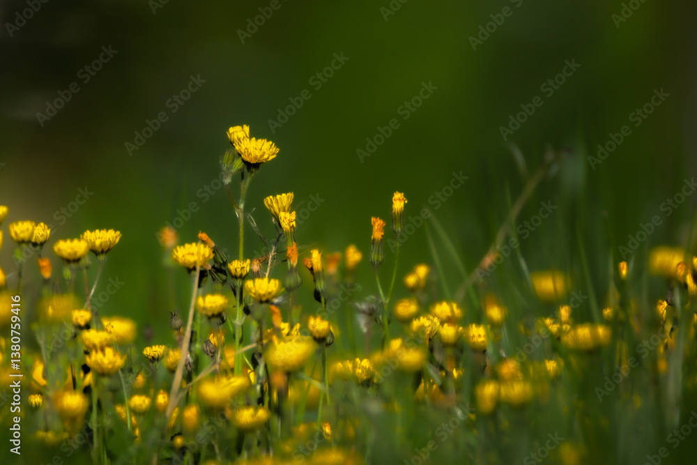 Obraz premium yellow wildflowers in a meadow