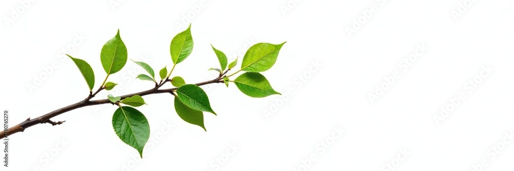 Isolated branch with small twigs and leaves on white, trees, leaf Isolated branch with small twigs and leaves on white, trees, leaf