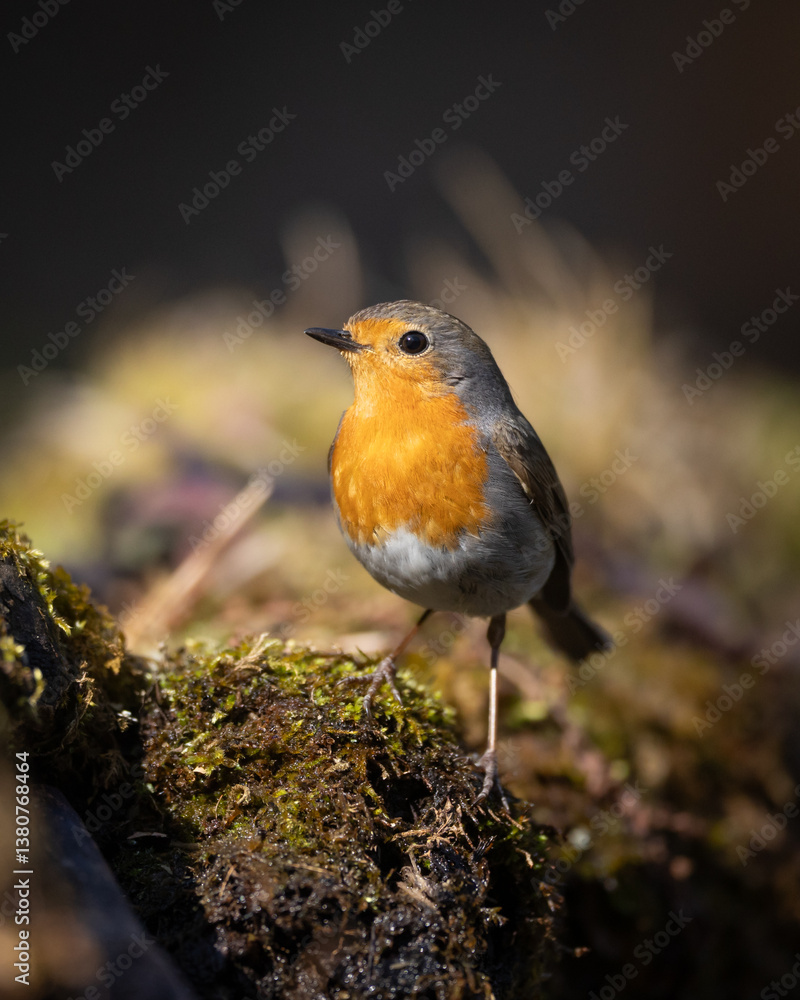 Bird Robin Erithacus rubecula, small bird in forest puddle, spring time in Poland Europe bird drinking water