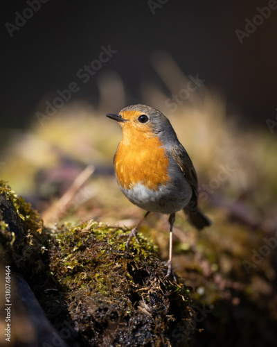 Obraz na płótnie Bird Robin Erithacus rubecula, small bird in forest puddle, spring time in Poland Europe bird drinking water w salonie