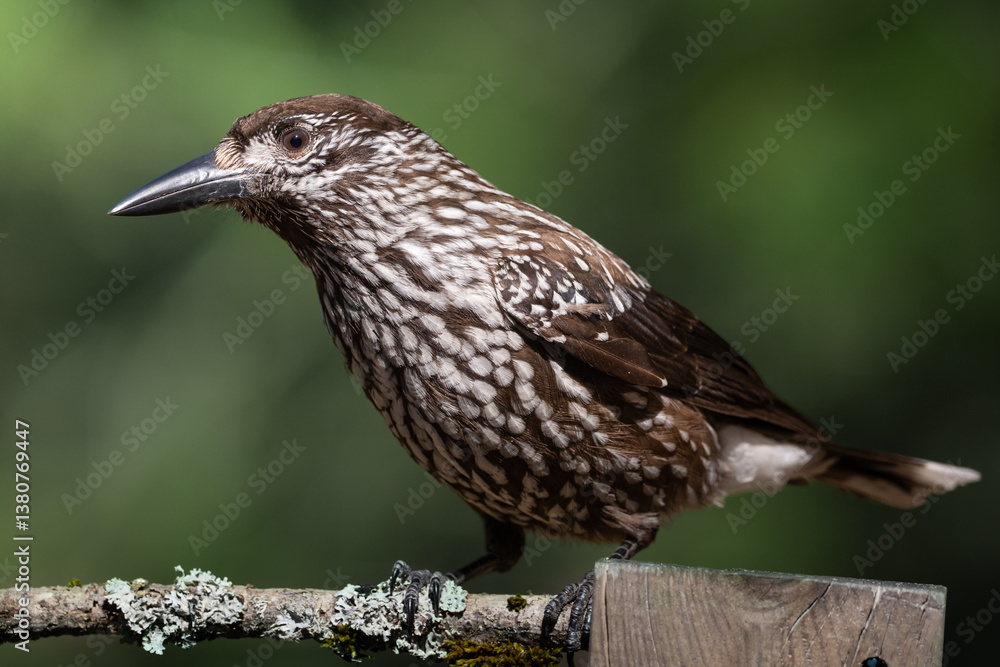 Bird Nutcracker Nucifraga caryocatactes spring time forest pond Knyszynska Primeval Forest north part Poland Europe bird drinking water