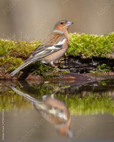 Obraz na płótnie Bird male chaffinch Fringilla coelebs perching on forest puddle, spring time Poland Europe w salonie