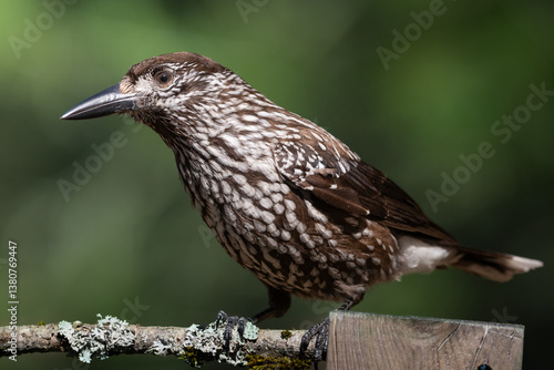 Obraz na płótnie Bird Nutcracker Nucifraga caryocatactes spring time forest pond Knyszynska Primeval Forest north part Poland Europe bird drinking water w salonie