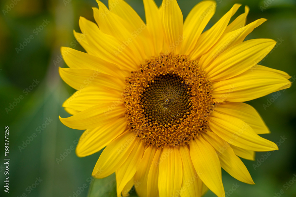 Bangladesh yellow sunflower, close view of yellow sunflower at garden, blooming sunflower with green leaf background, real close capture of sunflower Bangladesh yellow sunflower, close view of yellow sunflower at garden, blooming sunflower with green leaf background, real close capture of sunflower