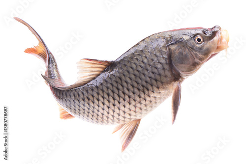 Obraz na płótnie Fish carp isolated on white background w salonie