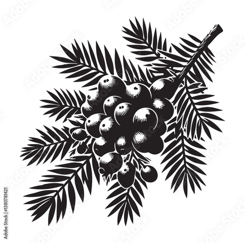 Evergreen fruit  Silhouettes vector illustration a white background.