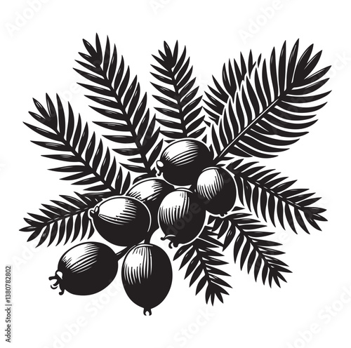 Evergreen fruit  Silhouettes vector illustration a white background.