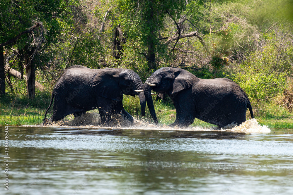 Éléphant d'Afrique, Loxodonta africana, Parc national Kruger, Afrique du Sud Éléphant d'Afrique, Loxodonta africana, Parc national Kruger, Afrique du Sud
