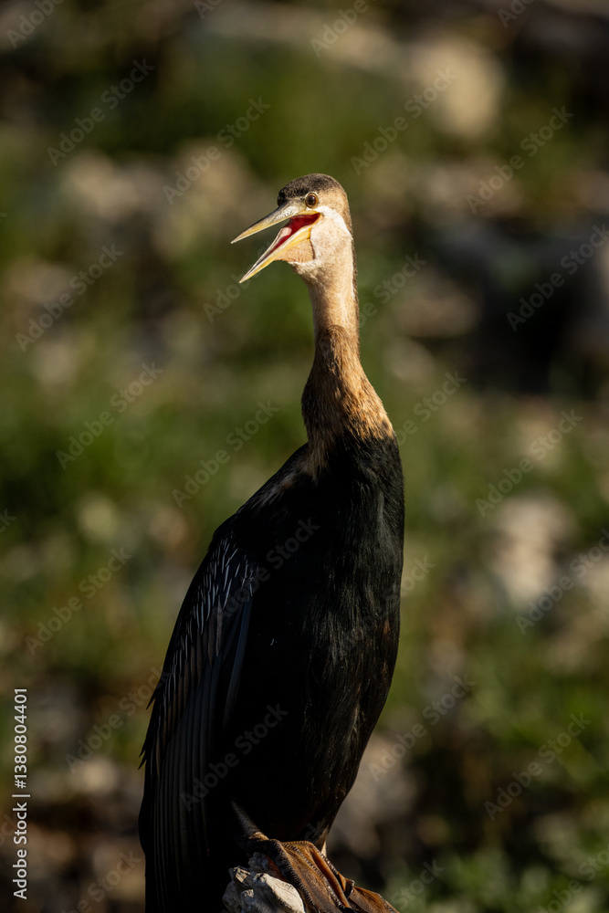 Obraz premium A darter bird perched on a rock with its beak open, captured in sharp detail in natural sunlight.