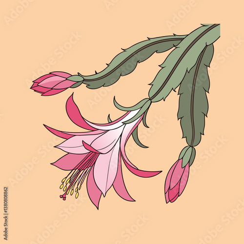 Christmas Cactus flower vector Illustrator Artwork
