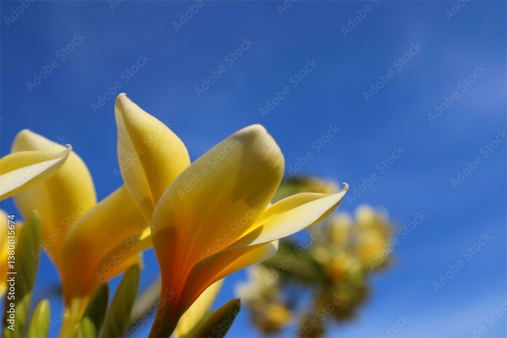 Obraz premium A photo of a yellow Frangipani flower and its stem with a blue sky background.