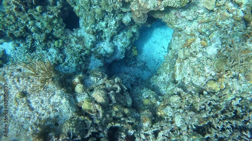 coral reef with fish