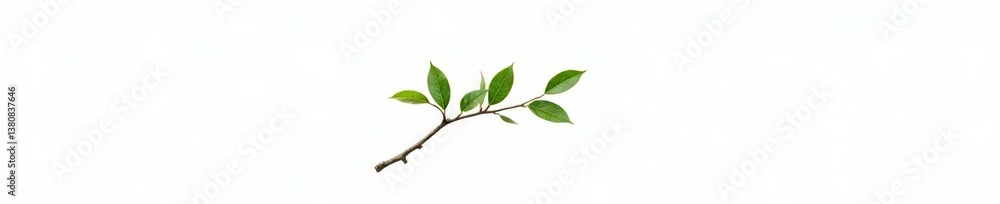 Simple tree branch isolated on white background with a few leaves and a small twig, tree branch, serene, branch Simple tree branch isolated on white background with a few leaves and a small twig, tree branch, serene, branch