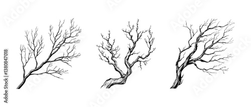 Detailed Illustration of Bare Tree Branches in Black Ink. Vector illustration of three intricate, barren tree branches drawn in black ink on a white background. Each branch shows unique curvature.