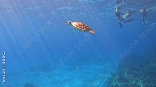 sea turtle swimming