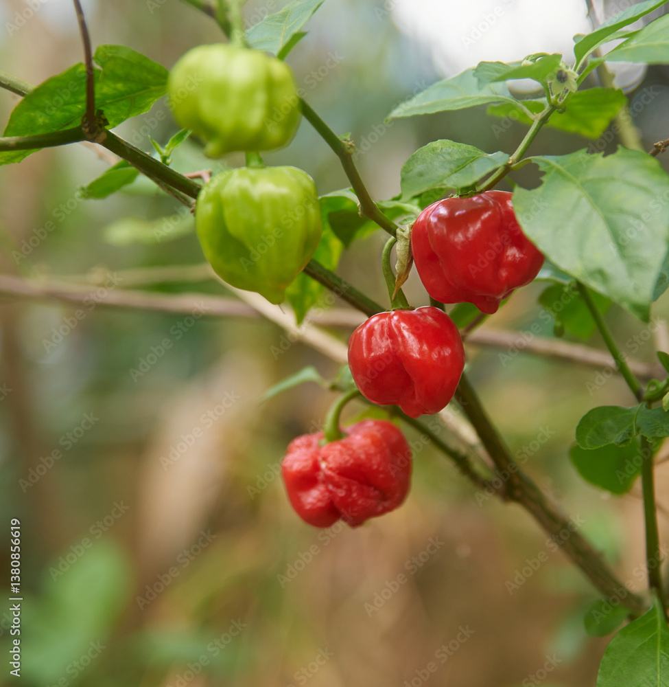 Obraz premium red and green chili peppers growing in garden, closeup of hottest spice with wrinkled or dimpled skin flavor culinary ingredient, soft focus with copy space