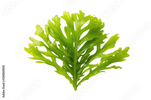 Wallpaper Mural Fresh green plant leaves showcasing intricate details for design purposes in nature-themed projects Torontodigital.ca