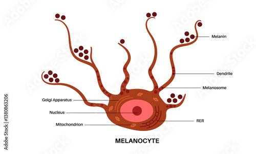 Melanin and melanocytes