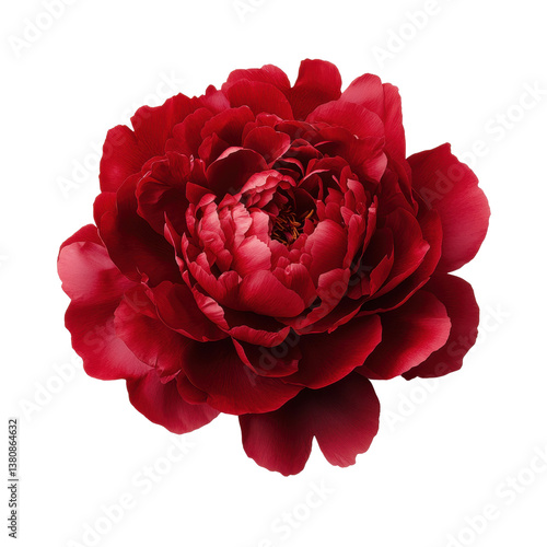A vibrant red flower with layered petals, showcasing intricate details and a lush appearance.